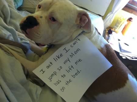 pr1nceshawn:  &ldquo;Bad Dogs&quot;  - Owners using signs to shame their