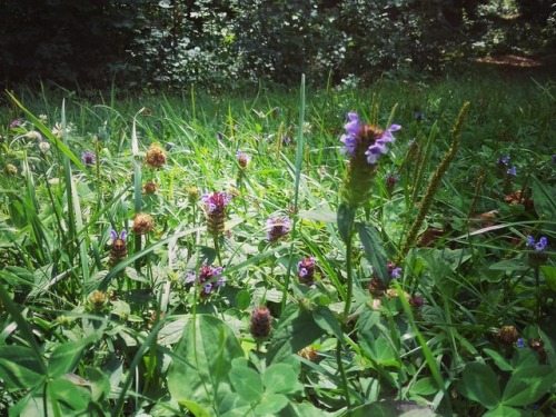 A wonderful day … I hiked in the woods