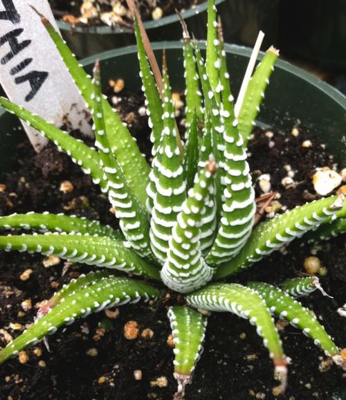 Haworthia attenuata seen at The Berry Farm in Chatham, NY.  Top pic plant is wildly colorful and gro