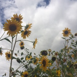 sunflowrrbabe: Meanwhile, smol kiddo Lauren was walking home from school she saw some of her sunny friends 🌻🐝 