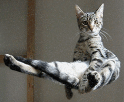 godtricksterloki:  Cats are retarded…..  Retardedly cute.