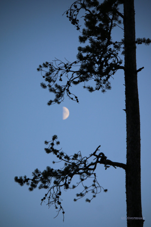Embrace: One pine tree and the half-moon, Shoshone National Forest, Wyomingriverwindphotography, Sep