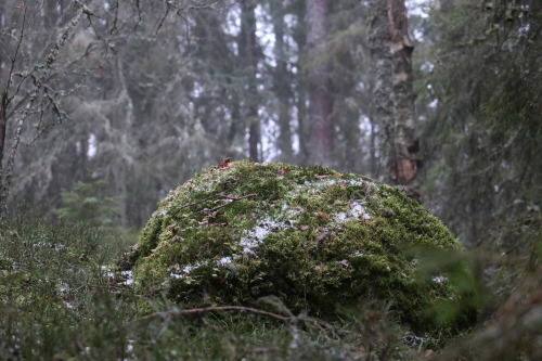 michaelnordeman: Let’s stay here for a while. Värmland, Sweden (January 23, 2022).  restful experien