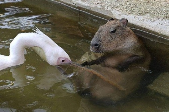 underthehedge:kaijuno:kaijuno:All Pelicans go to jail challenge Pelicans have the exact opposite energy from capybara. Capybara are shaped like a friend, soothing.Pelicans are shaped like a problem.