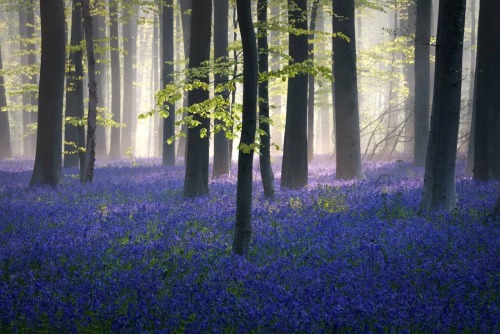 Bluebell carpety.albe