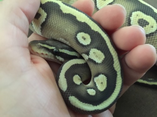 minderlynnreptiles:Astaroth has a pretty nice dorsal.