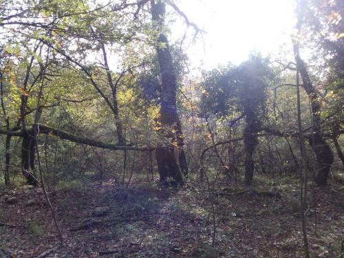 rosellapristera:  Radicondoli — bosco - foresta - floresta 301013 