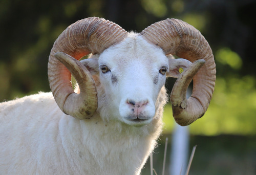 Gute sheep/gutefår, an old Swedish breed. The Gute is horned in both rams and ewes. Värmland, Sweden