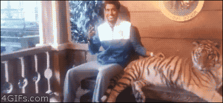 brasilcomedia:  FOTO COM TIGRE… TEM QUE SER MUITO MACHO PRA FAZER ISSO!!! 