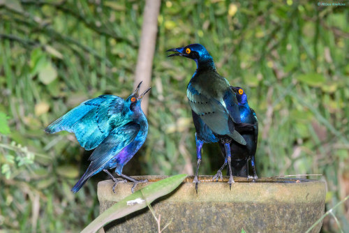 Lesser Blue-eared Starling (Lamprotornis chloropterus) © Allan Hopkins