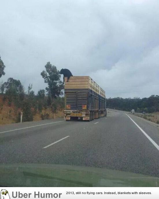 omg-pictures:  This cow has a real will to livehttp://omg-pictures.tumblr.com