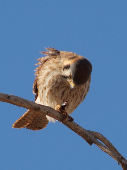 ajaxbird: she gots a bug. why bug? why would you taste like that?