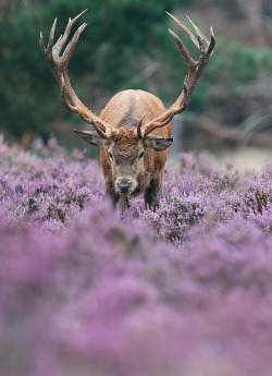 kingdomy:  Front shot (by Rob Christiaans)