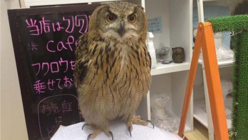 catsbeaversandducks:  Owl Cafe: Because Owls adult photos