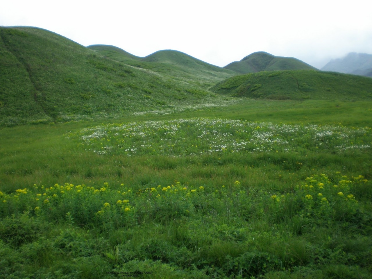 tiegerlily:  ~  Dzukou Valley of Nagaland, India…a.k.a.   &rsquo; the valley