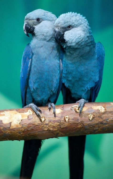 lovingexotics: Spix Macaw Cyanopsitta spixii Source: Here