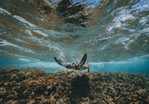 Fun sea turtle fact: they’ve lived on Earth for more than 220 million years. 
