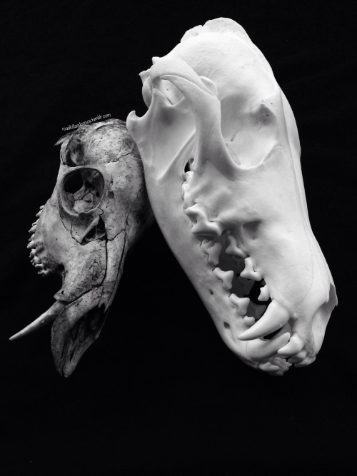 roadkillandcrows:  Muntjac, Chinese water deer and coyote skull. 