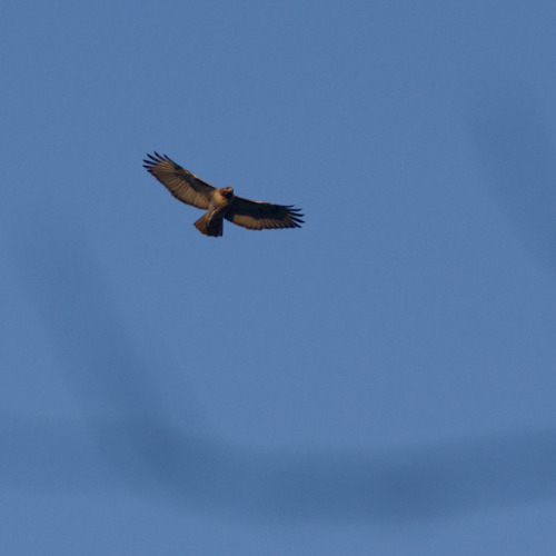 Falcon Soaring In The Afternoon Sun. Shot At Crooked Creek State Park.