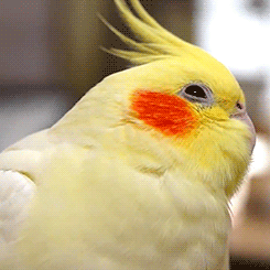 fat-birds:tootricky:fluffy cockatiel (source)nOPE