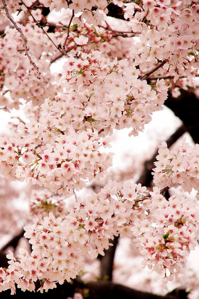 1512px:  © | 景翔 詹 (Do not remove credits)