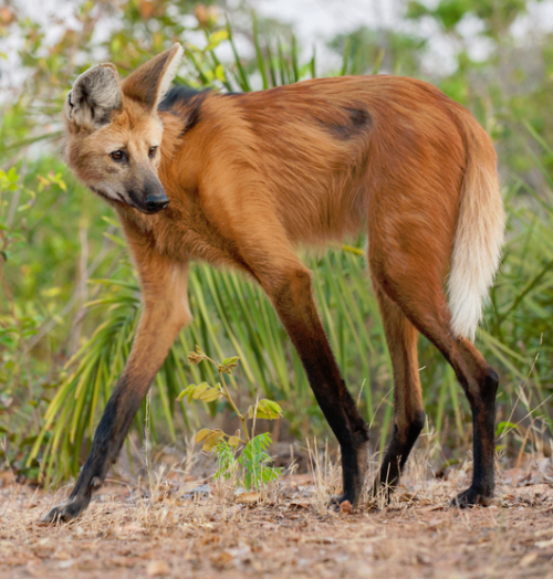 blunt-science:The Maned Wolf, Resident of the Grasslands of South America, is not a Wolf nor a Fox a