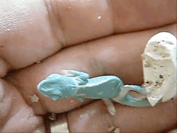 Porn photo gifsboom:  Baby chameleon. [video]