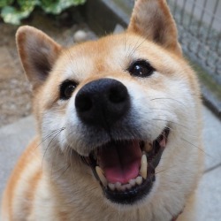 shibainu-komugi: あはは  #dog #doge #shiba