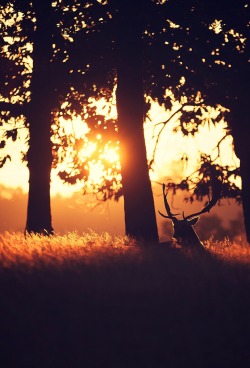 0rient-express:  solitray | by mark bridger.