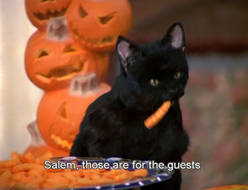 salem the cat
