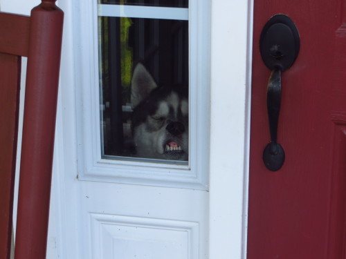 southernsnowdogs:  Fighting over who gets to look out of the window. Never mind that we have TWO windows in which they can both look out of.  