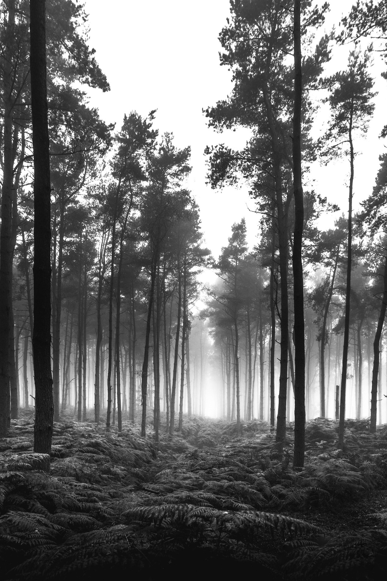 frederick-ardley:  Forests and Trees Pt. IPhotographed by Frederick ArdleyInstagram
