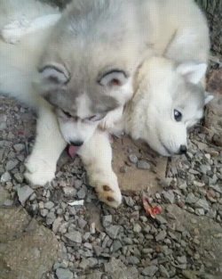 awwww-cute:  Husky puppies (Source: http://ift.tt/2dLMsHo)