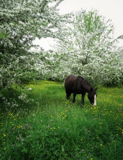 ambermaitrejean:  serendipity…one horse in a field abloomlost on a back road Photos and haiku by Amber Maitrejean 
