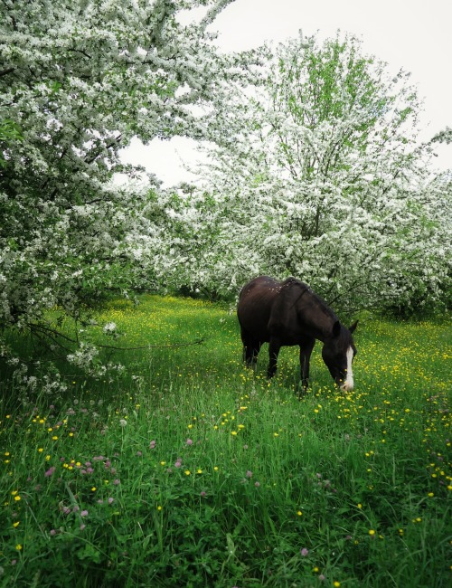 ambermaitrejean:serendipity…one horse in a field abloomlost on a back road Photos and haiku b