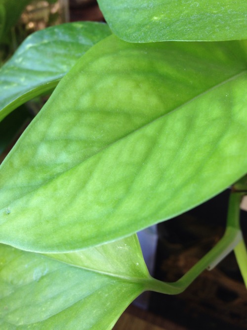 2.26.16 - This one pothos leaf, from the plant I have in the betta tank, has formed a very strange t