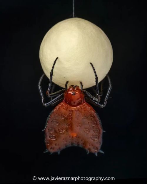 Building an Egg Case…Photo by @javier_aznar_photography The Amazon rainforest near Tena, Ecuador, 