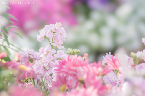 ma0ri310:  Spring Pink Colors Posted; March 12, 2020 