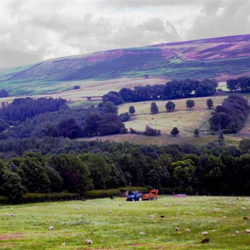 Farming in the Yorkshire Dales. England.