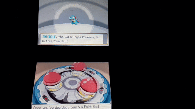 Hot Diggity Shiny Chikorita I Finally Got Them After