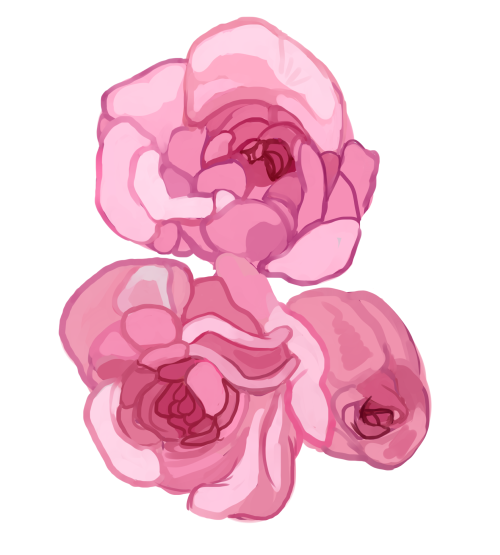 peonyartz:roses from this post: &lt;3