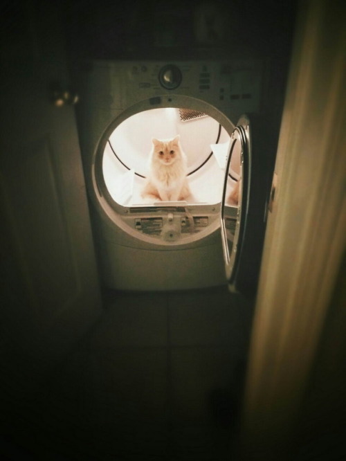 “Hi! I Was a Black Cat Traveling With a Washing Time Machine…“