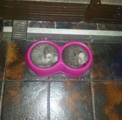 fenm-universe:  helila:  pr1nceshawn:  Cats Can Pretty Much Sleep Anywhere.  have some cats   I’ve said it before:  Cats are liquid. 