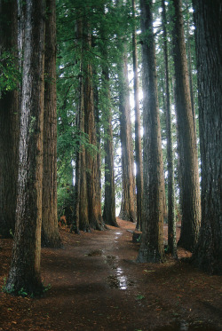 Eyeleaves:     Judit Piñol. Rotorua, New Zealand. 2013