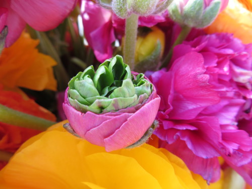 Super Green Ranunculus