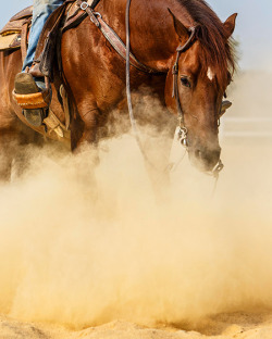 ratherbesliding:  &ldquo;Reining Horse&rdquo; by Barbara O’Brien (x) 