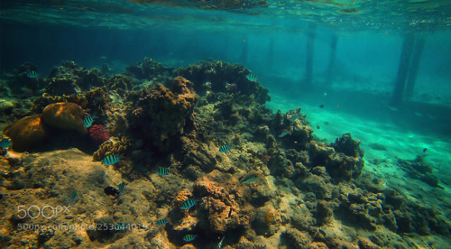 lifeunderthewaves:DCIM\100GOPRO by eugenybolshov1974 DCIM\100GOPRO