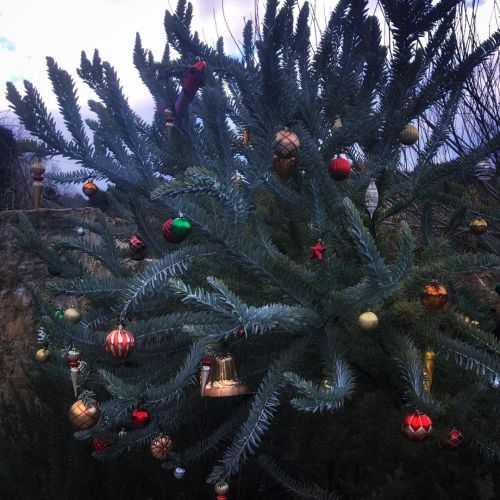 Merry Christmas! ✨ . #christmas #xmas #merrychristmas #bluebush www.instagram.com/p/CJKD_ymj