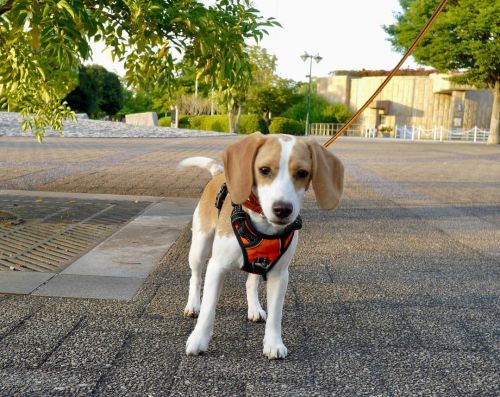 #夕方の散歩 #るちあ #ビーグル #ビーグル犬 #Lucia #beagle #beagles #dog #dogs #beaglesofinstagram #beaglestagram #b