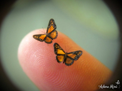 sosuperawesome:Miniature Butterflies by Julia CissellThe micro-fine detail of the wings of these min
